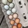 Fresh Eggs
