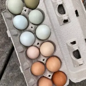 Fresh Eggs